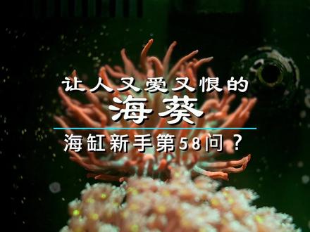 让人又爱又恨的海葵 干脆停不下来#海缸 #知识分享 #水族 #海葵#珊瑚 #海缸趣事 @DOU+小助手