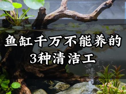 鱼缸里千万不能养的三种观赏鱼,如果你真的需要清洁鱼,那就看看这个老天爷赏饭吃的黄金泥鳅吧#清洁鱼 #观赏鱼 #新手养鱼 #养鱼日记