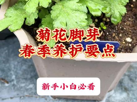 你要的菊花脚芽春季养护要点来了,赶紧收藏方便观看哦……#养花小知识 #种植小技巧 #养花技巧分享 #分享养花经验