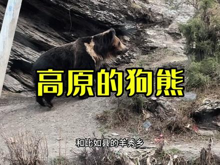 我们遇到了野生狗熊。生态环境变好,最常见的就是狗熊了。 #狗熊 #野生动物保护 #棕熊 #西藏自驾游 #旅行推荐官