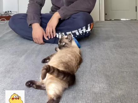 做仰卧起坐腰酸的,来这里集合 #仰卧起坐 #卷腹 #腹肌训练 #健身教学