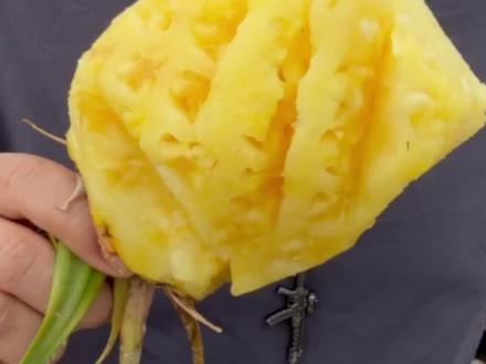 漠叔:又到了海南岛凤梨成熟的季节,有几片地我已经踩点好了 开搞!#大漠叔叔 #漠叔 #海南金钻凤梨