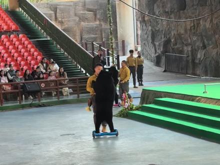 野生动物园人熊大战#野生动物园