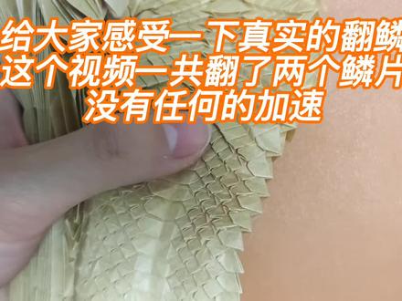 @DOU+小助手 #折纸 #龙神 #神谷哲史 #翻鳞 #手艺人 这只是翻鳞的第一步,这两个还没完整的翻完