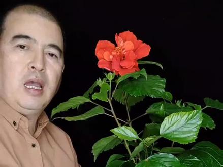 丹麦木槿花养殖方法#一起养花 #养护小知识 #爱生活爱养花