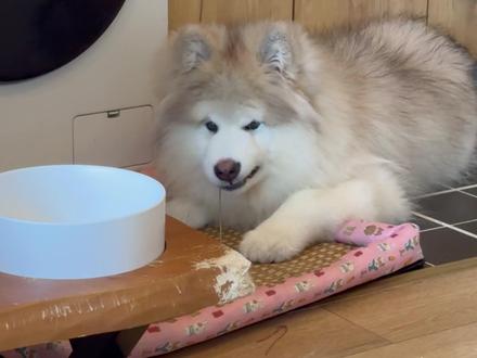 小狗是蒸的蚌!! #阿拉斯加#阿拉斯加幼犬#萌宠出道计划#萝卜纸巾 #蒸蚌