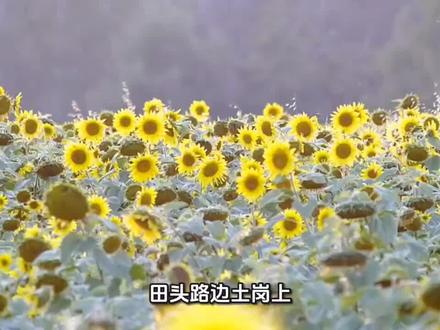 洋姜含有致癌物并无科学依据 #菊芋 #菊芋花茶 #涨知识 #科普知识 #抖音看世界