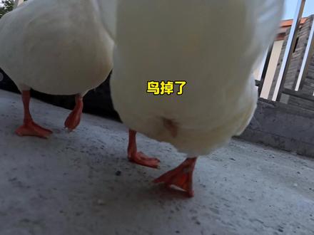 他以后功能还能正常吗 #柯尔鸭 #公鸭掉鞭