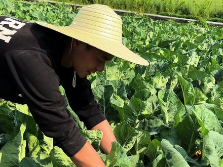 年前种的花菜马上可以收获了!#农业种植 #农业种植技术