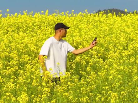 200多万网友点赞!游客王先生到罗平旅游意外收获绝美春色#罗平油菜花 #世界花园康旅罗平 #旅居云南生活追梦 @救命!王气球在乱拍