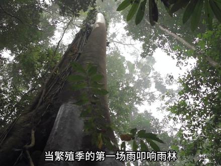 盔犀鸟:我以生命守爱,你以杀戮求佛 #动物独白 #动物解说 #犀鸟 #万物皆有灵性 #保护动物