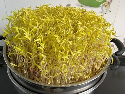 想吃芽菜不用买,用口蒸锅就能种,枝干白亮绿色营养!
