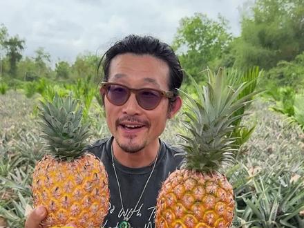 芒果凤梨和金钻凤梨外观区别还是很大的,果形,头部等都不同,口感差异也比较大,喜欢吃金钻凤梨的朋友一定试试芒果凤梨!#热带水果 #凤梨 #芒果凤梨 #海南凤梨 #极客农场