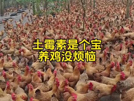 #养鸡人 #养鸡小妙招 #鸡鸭鹅养殖 #养鸡 农村散养土鸡