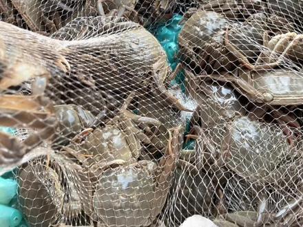 #关于香辣蟹吃多大规格的
(1.3~1.6)
(1.7~1.9)
实际重量二两蟹基本在1.8左右
蟹分规格实际重量和虚重