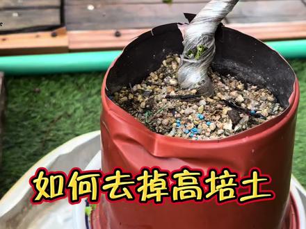 什么时间拆除高培土,如何拆除桩子不回芽 #盆栽植物养护 #创作者中心 #创作灵感 #生桩高培土拆除 #什么时候去除高培土