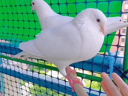 啄人鸟来啦,快跑…#鸽子 #养鸽 #白鸽 #又在骗我养鸽子 #养鸽子 #小鸽子 #种鸽 #傻鸽子 #养鸽人 #幼鸽 鸽子凶起来怎么连自己的孩子都咬