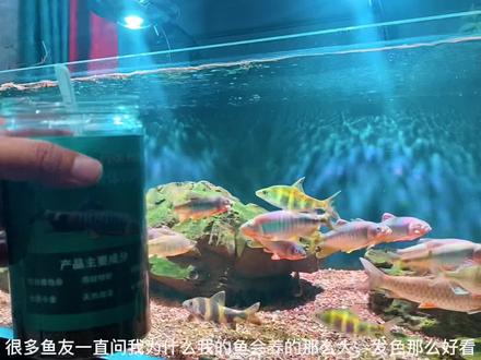 又到鱼儿宵夜时间,想要鱲马口军鱼这类原生鱼长的好,饲料选择很重要#养鱼日记 #最美原生鱼 #马口鱼 #原生缸 #养鱼人