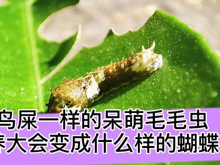 长得像鸟屎一样的毛毛虫,养大了,最后会变成什么样的蝴蝶? #知识创作人