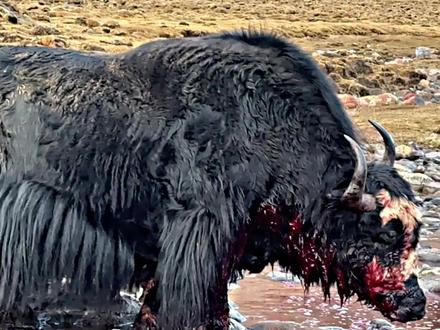 血流成河,从来不怕生死 高原野牦牛
#高原V8 #野牦牛king
@DOU+小助手