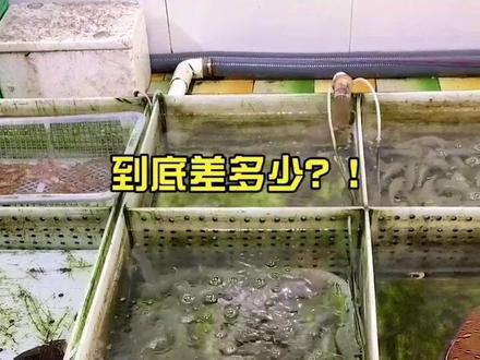 测试:北海本地人与游客在同一家店买海鲜,结果竟出人意料!#广西美好推荐官