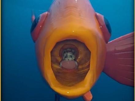 寄生虫会寄宿在鱼的舌头上简直不要太离谱! #寄生 #寄生虫 #科普 #科普一下