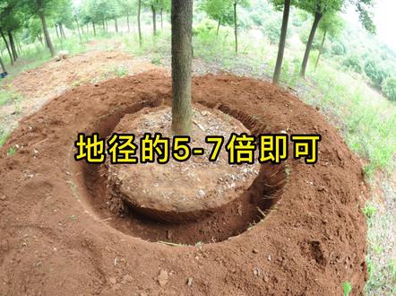 苗木取苗土球该多大合适,你们知道吗?#苗木#苗木知识#苗木干货