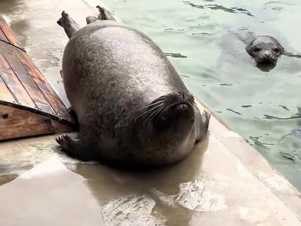 海豹,无法上吊之物#海豹 #动物解说 #动物科普