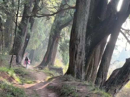 剑阆古道保姆级攻略 🌲古道介绍:剑阆古道是一条古代由广元剑阁到四川阆中的先秦古蜀道,全长约40km,属于广元翠云廊三条徒步线路中的南线,是古柏最多最密的一条。其中精华段是小垭子到断碑梁,处在剑阁县白龙镇境内,全程12km,爬升260米,常规耗时4小时左右,路况友好老少皆宜。
🚘交通:到白龙镇可以从阆中方向,坐班车约两小时抵达,也可以从剑阁县普安镇坐班车约1小时抵达,取决于你的行程安排,阆中出发可以游玩阆中古城,普安出发还可以徒步翠云廊其他线路或者游玩剑门关景区。
🏩住宿:建议住在白龙汽车站附近,站外有不少摩的可以去往徒步起点小垭子。相距大概4、5公里,费用15—20,人多也可以询问酒店联系小车。
🚶♂️线路:小垭子到断碑梁全程12公里左右,方向简单路迹清晰,一路沿古柏而行即可。走到断碑梁后,需要沿乡村公路下行3.6公里左右到达主干道剑南公路,在路边等去白龙或者去普安方向的班车,这取决于你的回程方向。注意尽量在下午五点前到达主干道,以免错过末班车。
#行走蜀道梦回三国 #剑门蜀道 #剑阆古道 #徒步攻略 #翠云廊古蜀道