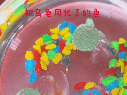 自从多了两只小乌龟,这条鱼就也开始了一动不动的龟缩着!