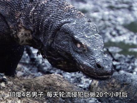 印度三哥的三嫂 #印度 #动物 #科普 #随拍 #动物世界