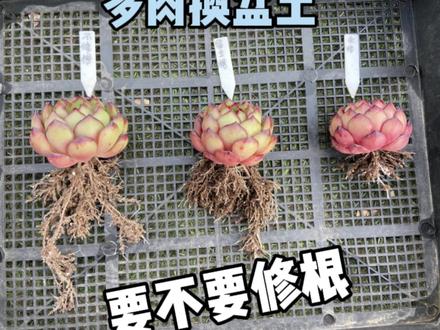 多肉植物修根换盆土时,要不要修剪根系#多肉植物 #多肉 #多肉修根 #多肉上盆