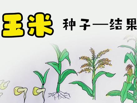 玉米从种子到结果的过程#育儿简笔画 #玉米 #绘画过程
