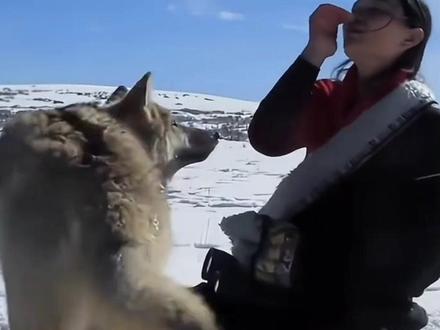 《重返狼群》这部纪录片后劲真的很大!#重返狼群 #牧区生活 #狼 #李微漪 #狼王格林