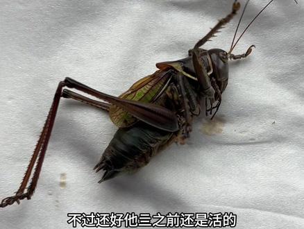 我有一个蝈蝈笼……#碎嘴子 #户外野采