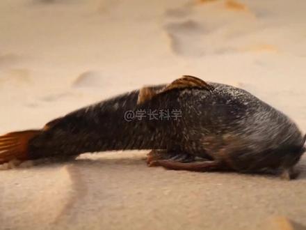 在沙漠里行走的鱼,可以不吃不喝存活一个月之久!#沙漠甲鲶 #神奇动物 #神奇的大自然