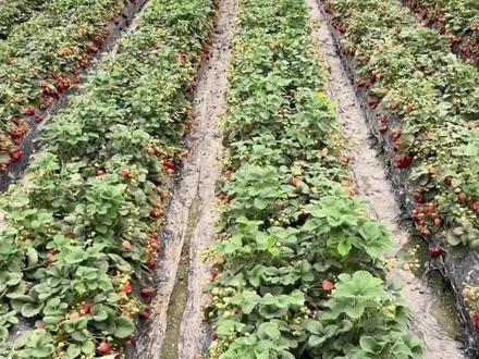 草莓是什么时候种植 8c20fa6518f5e7fa80d7ec07242aed79~tplv-dy-resize-origshort-autoq-75:330.jpeg?x-expires=1993093200&x-signature=%2B9IP8WzGGvzBYmO8Ka45MWIJQro%3D&from=3213915784&s=PackSourceEnum_AWEME_DETAIL&se=false&sc=cover&biz_tag=pcweb_cover&l=202303021323452F95B80AA009B451E870