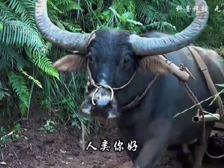 勤勤恳恳忠厚老实的牛牛:“我想小歇一下”#科普 #涨知识 #动物 #牛 #农村原生态动物