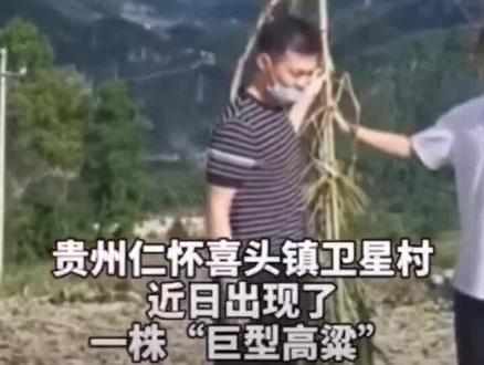 贵州怀仁现5.5米巨型高粱!已被保护起来