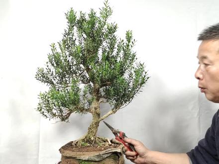 盆景造型修剪如何取舍看看这盆黄杨制作的全过程