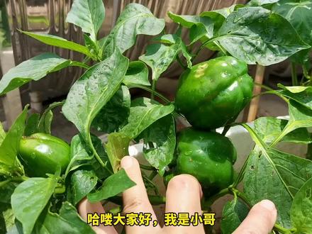 灯笼椒种植与管理:分享一些实用的技术给你,助你实现灯笼椒自由#种菜小技巧 #三农 #辣椒种植 #农业 #有机蔬菜 #农业技术