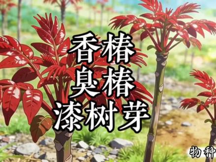 香椿、臭椿、漆树芽,一秒分清不踩坑!#科普#涨知识#原创动画#香椿 #治愈系
