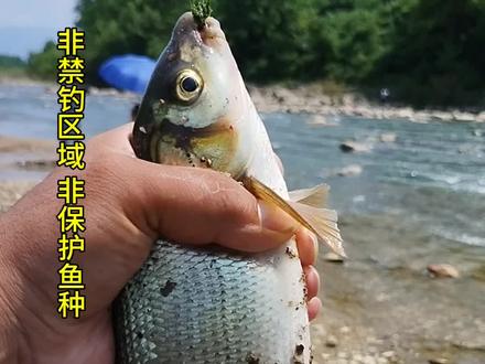 樱花子 学名青尾鯝 钓此鱼没有那么多花里胡哨的东西 零成本 河里扯一把青苔 七星漂搭配5号伊势尼 扯一把青苔挂上 急流中打频率 基本狂拉 好不好吃不知道 钓感一流 #今天的收获 #青尾鯝 #樱花子鱼 #野钓也是一种乐趣 #原来钓鱼才是抖音运动顶流