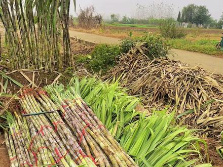 农户自己种植的甘蔗,立冬之后,开始下窖了,每天挖点,慢慢下窖,由于立冬后温度变低,甘蔗容易冻坏,必须要放在地窖里,首先挖一个大坑,四周铺上甘蔗叶子,以免泥土把甘蔗弄脏,再把捆绑好的甘蔗摆放在地窖里,然后在甘蔗上面再铺上一层叶子,最后盖上一层泥土,进行封洞#农村生活 #甘蔗 #现场实拍 #丰收的季节 #抖音记录农村生活