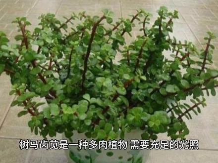 #花卉绿植 #爱生活爱养花 #阳台种植 #我的花花草草🌸🌸 树马齿苋的日常养护技巧