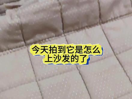 奶狗,原来是这样上沙发的~🐾#生活服务热点中心 #中华田园犬 #萌宠出道计划 #跟宠物一起宅在家 #土狗咋了