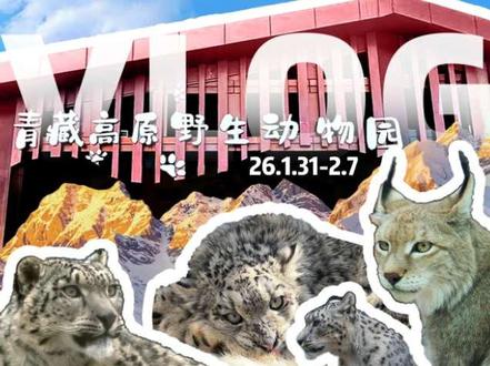 摄像头日记 毛绒绒们的一周#西植西野 #vlog #摄像头日记