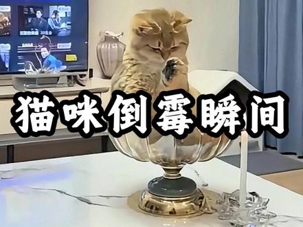 笨蛋小猫的倒霉瞬间,猫:这辈子的脸算是丢尽了! #搞笑 #笨蛋小猫 #猫咪 #猫咪的迷惑行为 #猫