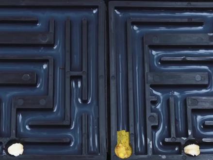 再做3组迷宫实验,看看遇到岔路的时候,黏菌的反应会一致吗?#科普