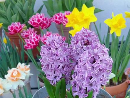 11-12月种风信子,3月赏花,花穗似铃铛,清香四溢,新手也能养爆盆~#风信子种球 #风信子种植方法